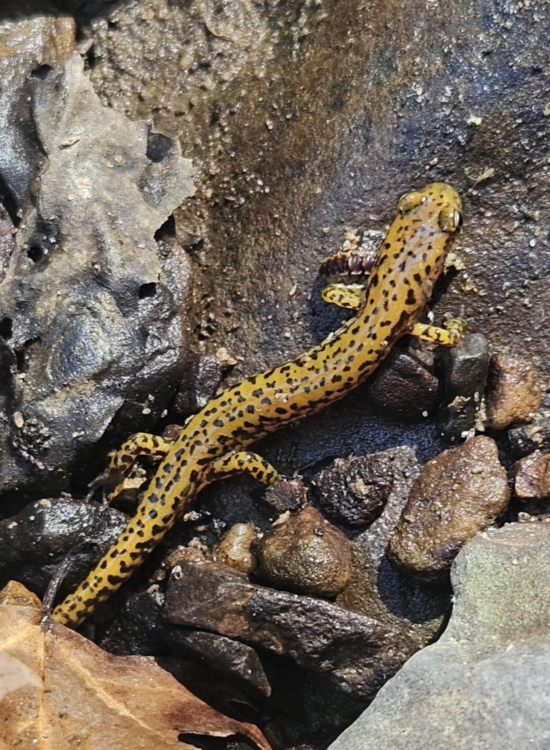 Longtail Salamander